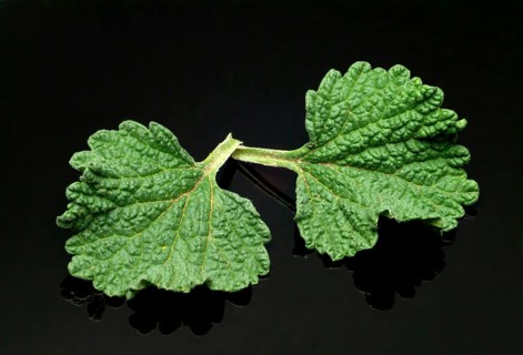 White horehound