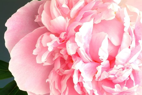 European peony