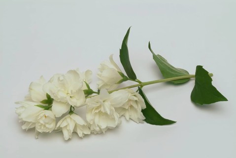 True common jasmine
