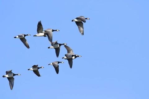 Barnacle geese