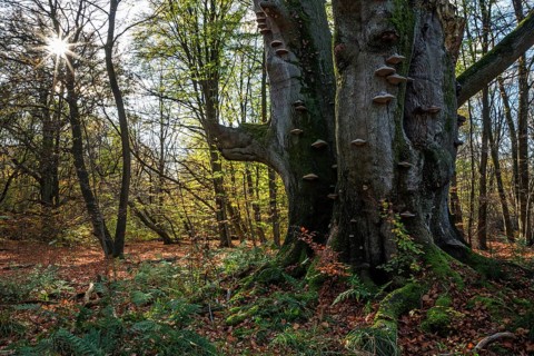 Common beech
