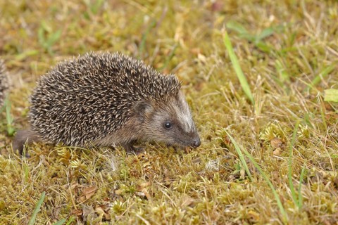 European hedgehog
