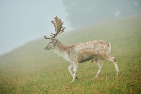 Damhirsch