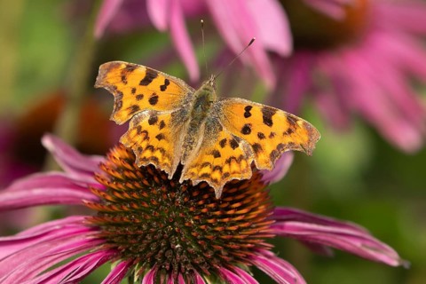 Comma