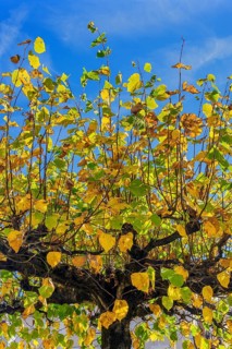 Autumn lime leaves
