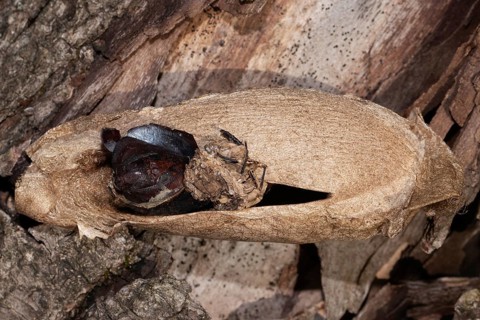 Atlas silk moth pupa case on tree trunk