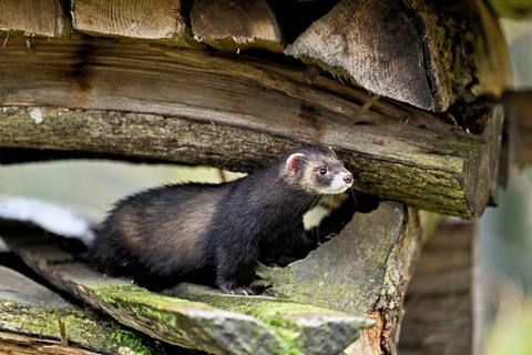 European polecat
