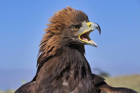 Portrait of a Golden Eagle