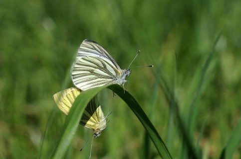 Close-up