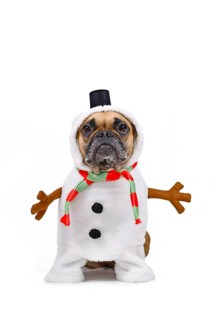 French Bulldog dog dressed up as funny snowman with full body suit costume with striped scarf