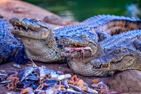 Nile crocodile