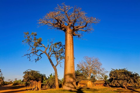 Avenue de Baobabs near Morondavia