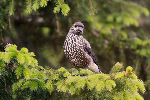 Spotted nutcracker