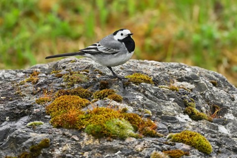 White wagtail