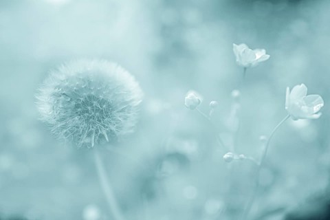 Flowering dandelion