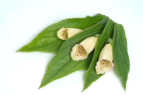 Big-flowered foxglove