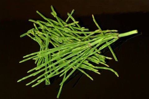 Field horsetail