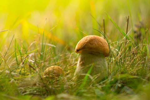 Mushroom in grass
