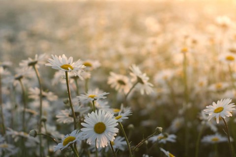 Marguerite daisies on meadow at sunset. Spring flower