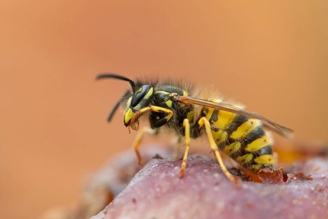 Common wasp