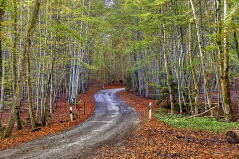 Small road through beech forest in autumn