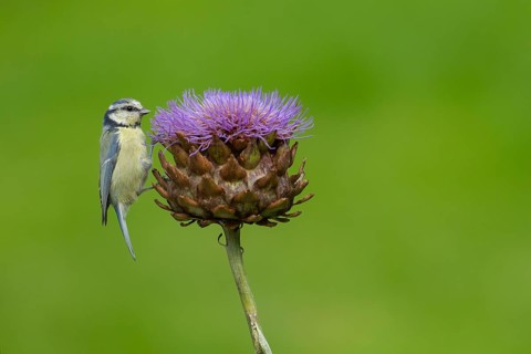 Blue tit