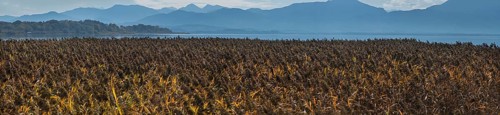 Strip of reeds