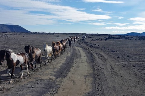 Horses trotting in a row on a dirt track through a vegetationless desert