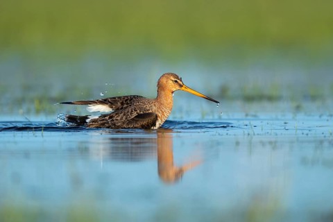 Black-tailed Godwit