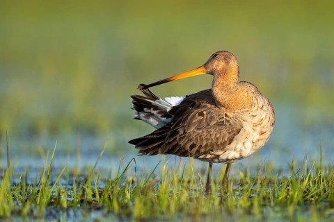 Black-tailed Godwit