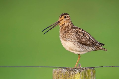 Common Snipe