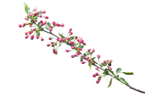 Dwarf cherry-apple
