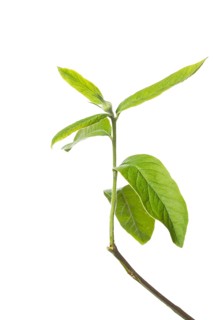 Medlar