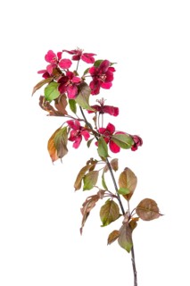 Cherry apple
