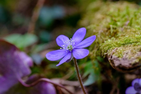 Liverwort