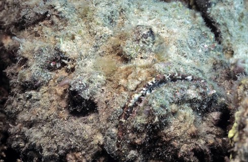 Reef stonefish