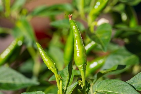 Small green chillies also known as Capsicum annuum