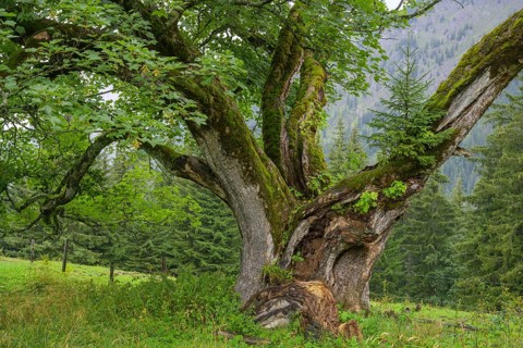 Old maple tree on which a spruce is growing