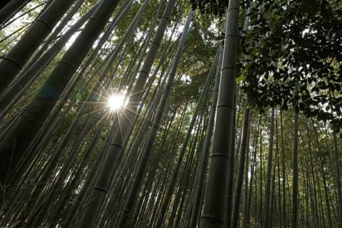 Bamboo trunks backlit with sun star in the Arashiyama Bamboo Forest in Kyoto