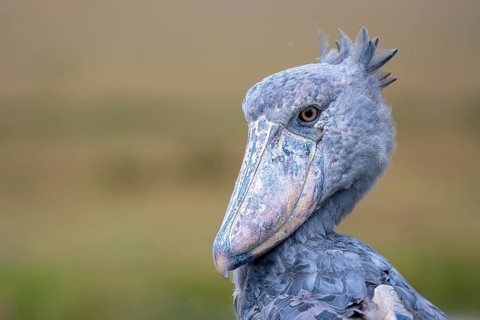 Shoebill