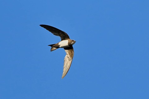 Alpine swift