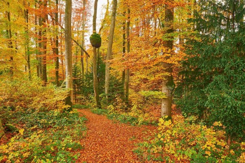 Discoloured beech forest