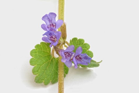 Medicinal plant Gundermann