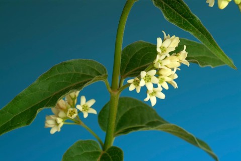 Medicinal plant white swallowwort