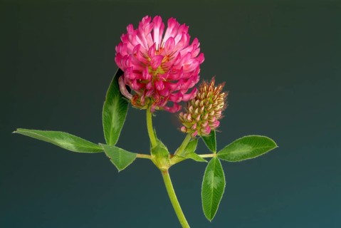 Meadow clover