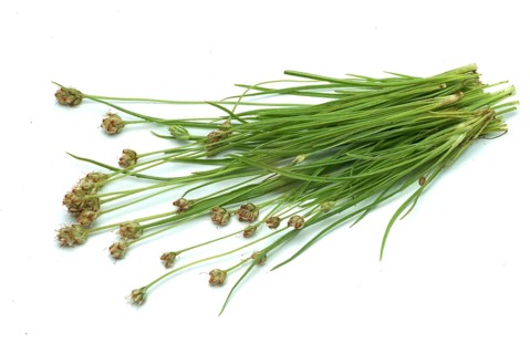 Plant species from the plantain genus