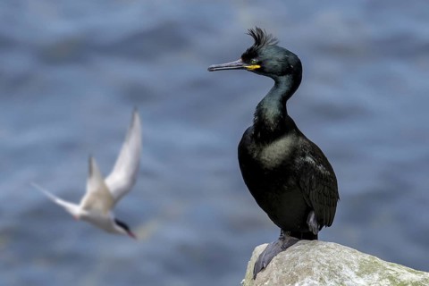 European shag