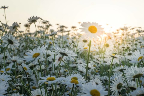 Marguerite daisies on meadow at sunset. Spring flower