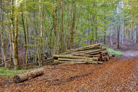 Beech forest in autumn