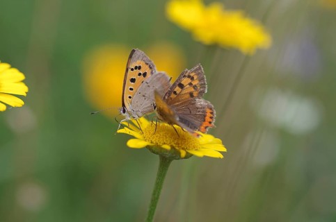 Small copper